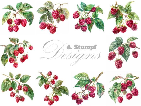 Download Raspberry Digital Watercolor Clipart Set - Digital watercolor Collection