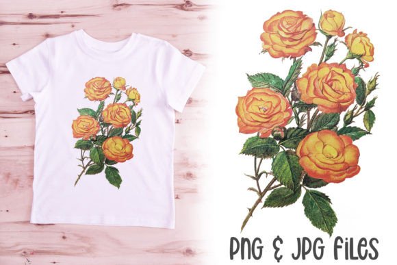 Download Yellow Vintage Rose Illustration PNG - Rose illustration png Collection